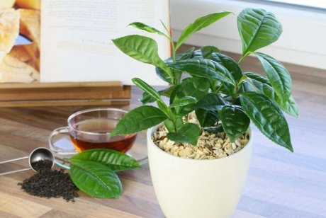 Ботаника и выращивание чая